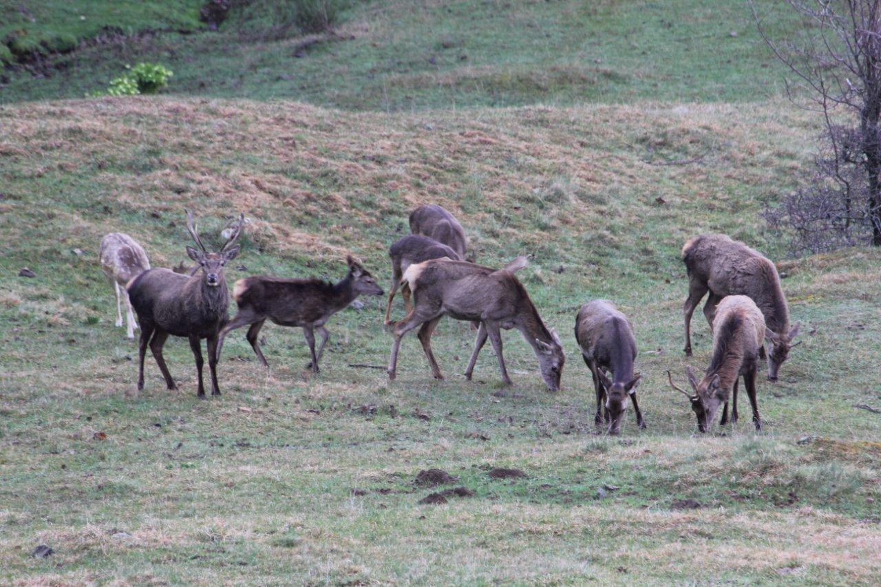 Cervi e Daini...da mesi sempre insieme